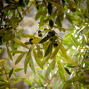 olive leaf.jpg
